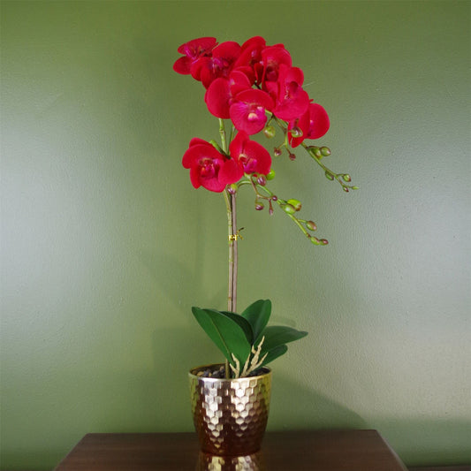 Vibrant Red Leopard Phalaenopsis Orchid in Elegant Gold Pot - 50cm Charm! - plants - express.com