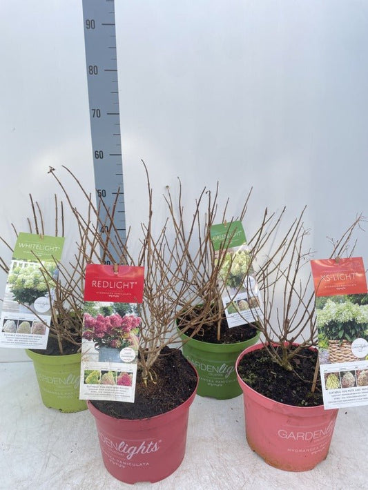 Vibrant 'Red Light' Hydrangea: Stunning Blooms in 2L & 5L Sizes! - plants - express.com