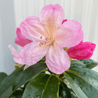 Vibrant Rhododendron 'Percy Wiseman' - Marshmallow Pink Blooms in 3L Pot - plants - express.com