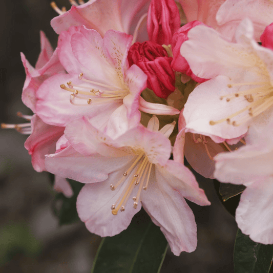 Vibrant Rhododendron 'Percy Wiseman' - Marshmallow Pink Blooms in 3L Pot - plants - express.com