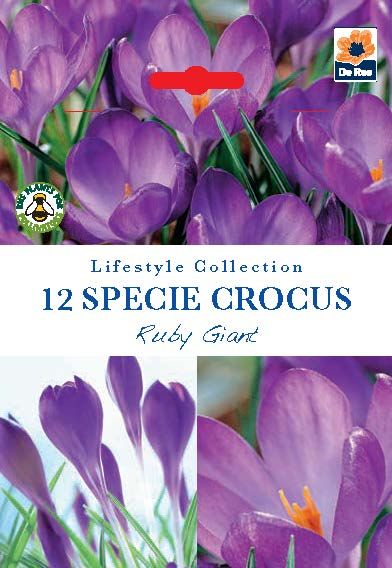 Vibrant Ruby Giant Crocus Bulbs - 12 Pack for Stunning Spring Blooms! - plants - express.com
