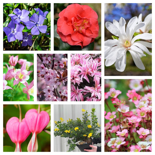 Vibrant Spring Flowering Mega Bundle – 9 Gorgeous Plants with Free Delivery! - plants - express.com