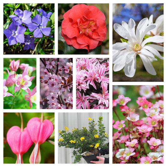Vibrant Spring Flowering Mega Bundle – 9 Gorgeous Plants with Free Delivery! - plants - express.com