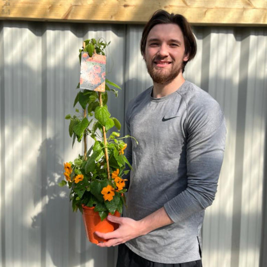 Vibrant Thunbergia alata 'Black Eyed Susie' - Bright Orange Climbing Beauty - plants - express.com