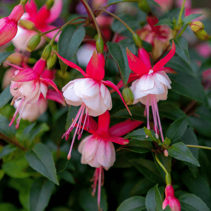 Vibrant Trio: Mixed Hardy Fuchsia Plants for Stunning Summer Blooms - plants - express.com