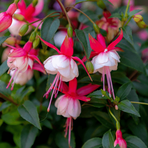 Vibrant Trio: Mixed Hardy Fuchsia Plants for Stunning Summer Blooms - plants - express.com
