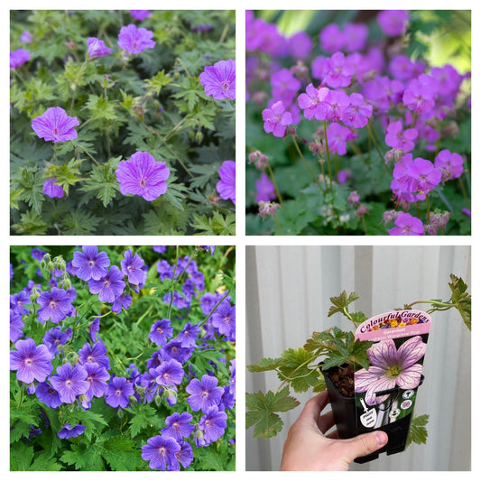 Vibrant Trio of Hardy Geraniums in 9cm Pots - Low Maintenance Perennials! - plants - express.com
