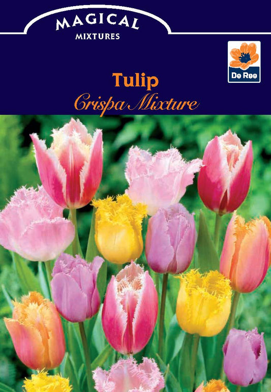Vibrant Tulip Crispa Bulb Mix (7 Count) - Frilly Elegance for Your Garden - plants - express.com