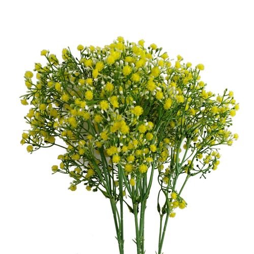 Vibrant Yellow Gypsophila Stems - Set of 6, 55cm Floral Accent Decor - plants - express.com