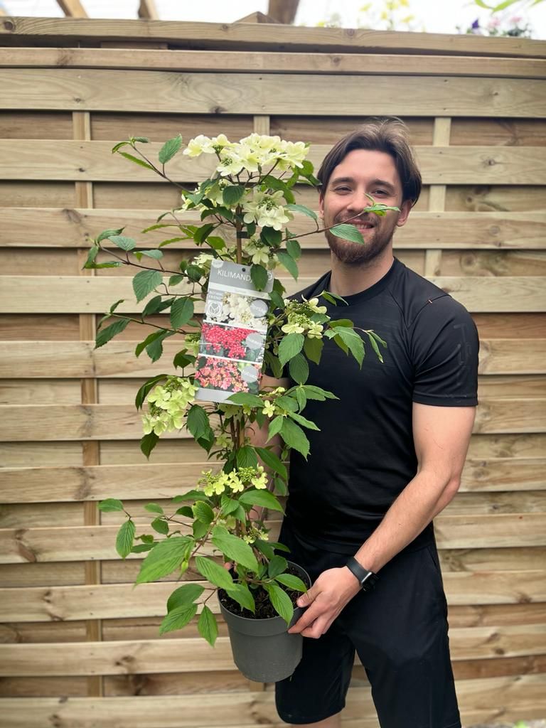 Viburnum Kilimandjaro Sunrise: Award - Winning Hardy Shrub with 3 Seasons of Beauty - plants - express.com