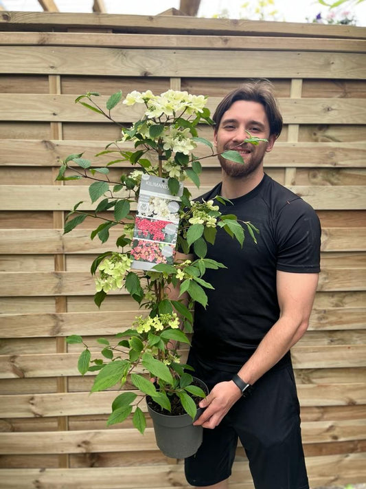 Viburnum Kilimandjaro Sunrise: Award - Winning Hardy Shrub with 3 Seasons of Beauty - plants - express.com