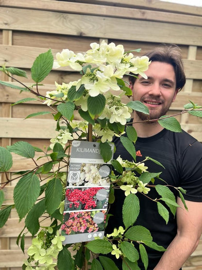 Viburnum Kilimandjaro Sunrise: Award - Winning Hardy Shrub with 3 Seasons of Beauty - plants - express.com