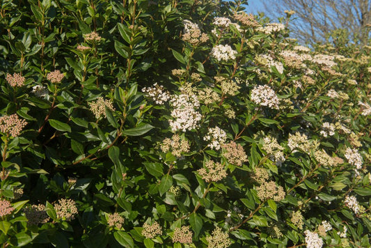 Viburnum tinus 'Eve Price' - AGM Evergreen with Year - Round Bloom - plants - express.com