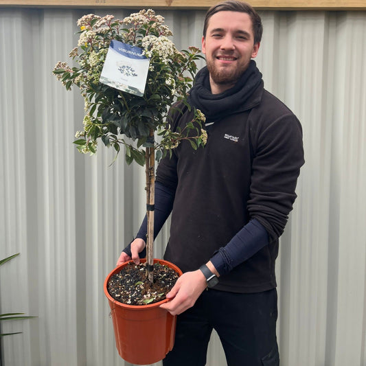 Viburnum Tinus Patio Tree: Year - Round Blooms & Berries for Every Garden - plants - express.com