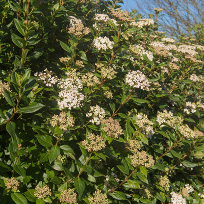 Viburnum Tinus Patio Tree: Year - Round Blooms & Berries for Every Garden - plants - express.com