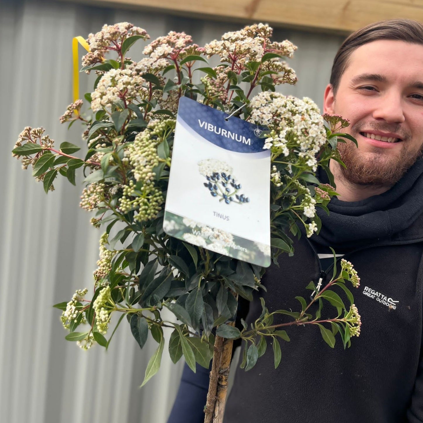 Viburnum Tinus Patio Tree: Year - Round Blooms & Berries for Every Garden - plants - express.com