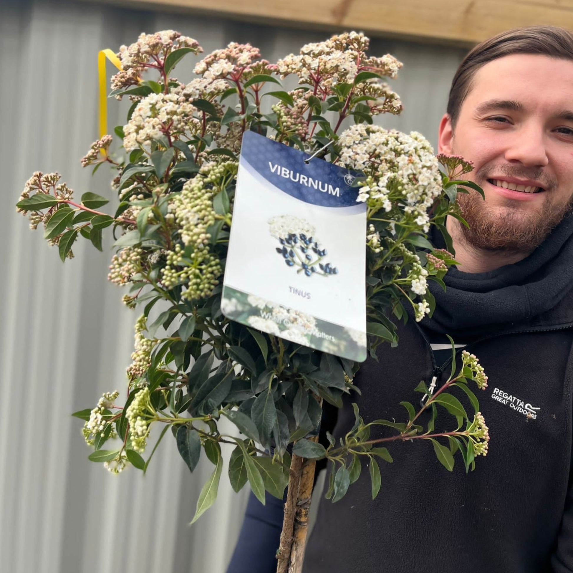 Viburnum Tinus Patio Tree: Year - Round Blooms & Berries for Every Garden - plants - express.com