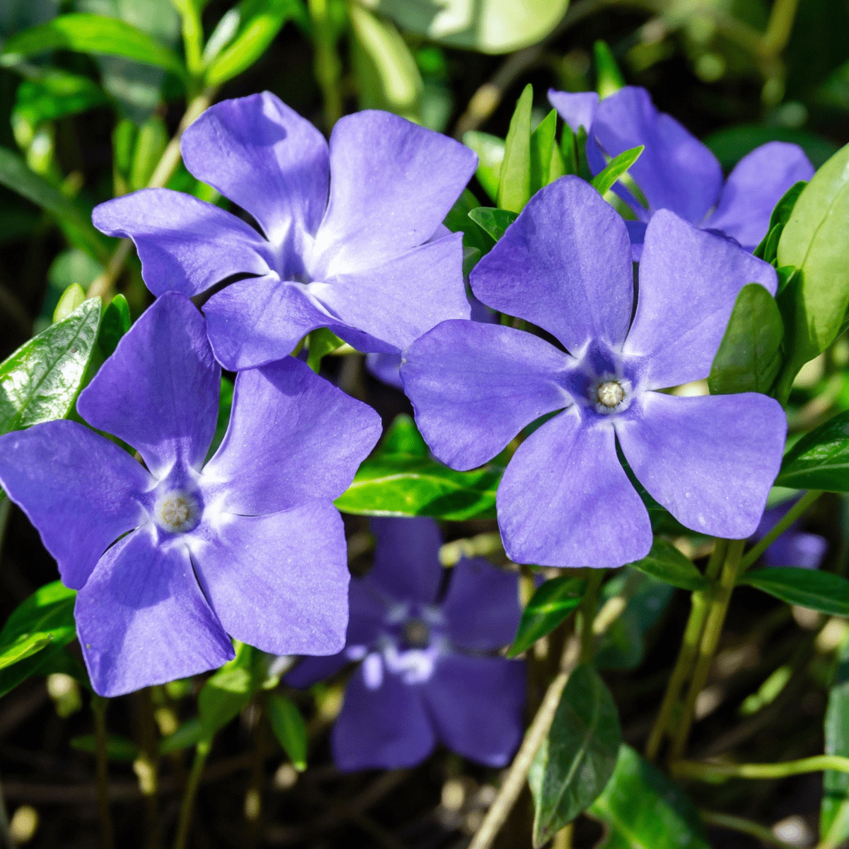 Vinca minor Marie – Evergreen Periwinkle Groundcover, Blue Star Blooms - plants - express.com