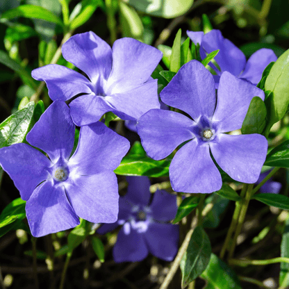 Vinca minor Marie – Evergreen Periwinkle Groundcover, Blue Star Blooms - plants - express.com