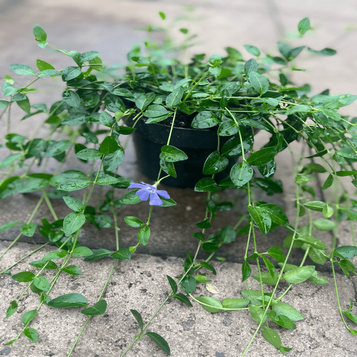 Vinca minor Marie – Evergreen Periwinkle Groundcover, Blue Star Blooms - plants - express.com