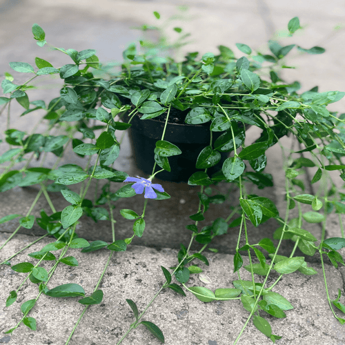 Vinca minor Marie – Evergreen Periwinkle Groundcover, Blue Star Blooms - plants - express.com