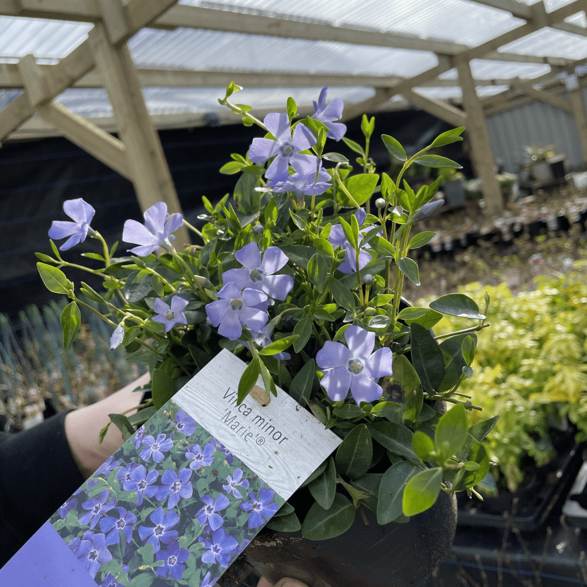 Vinca minor Marie – Evergreen Periwinkle Groundcover, Blue Star Blooms - plants - express.com