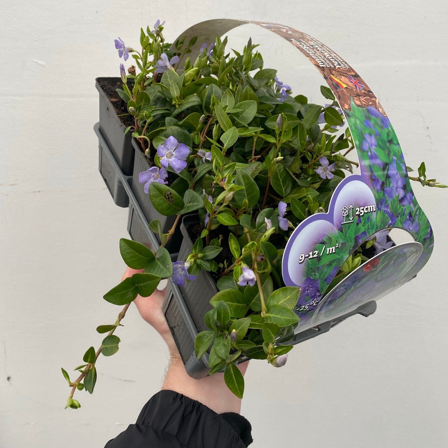Vinca minor (periwinkle) 6 x 9cm pots - plants - express.com