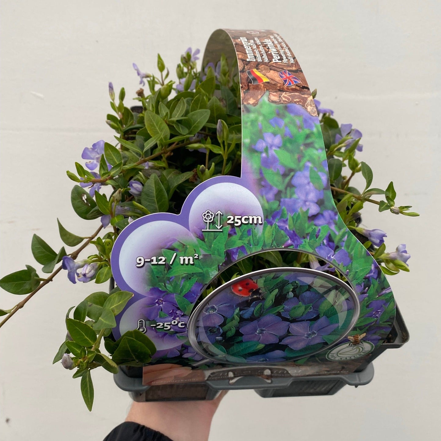 Vinca minor (periwinkle) 6 x 9cm pots - plants - express.com