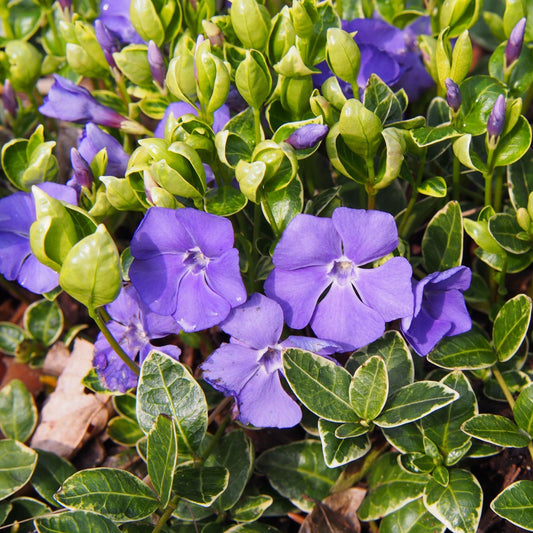 Vinca minor 'Ralph Shugert' 2L - plants - express.com