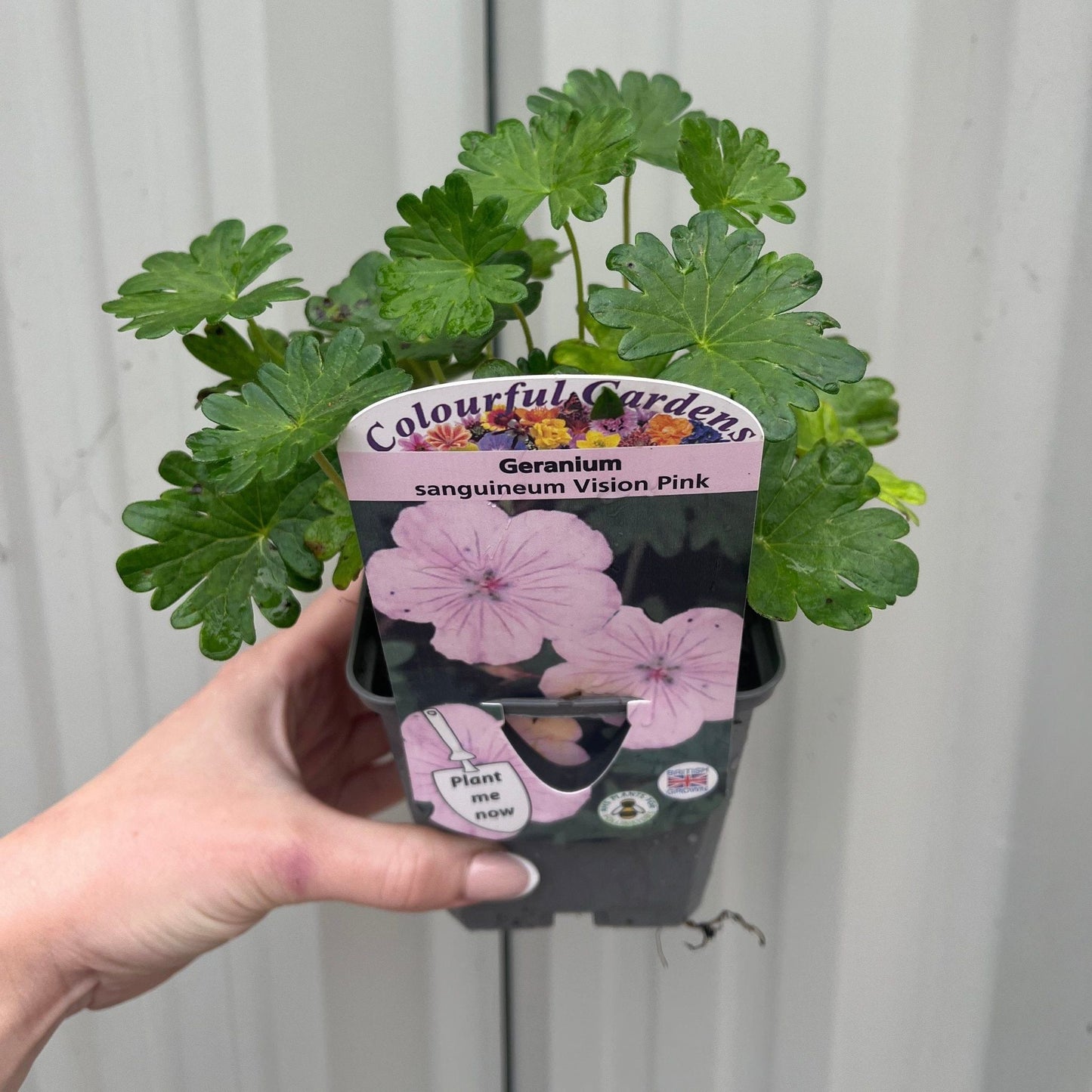 Vision Pink Geranium Sanguineum - Low - Growing, 9cm Pot, Pink Saucer Flowers - plants - express.com