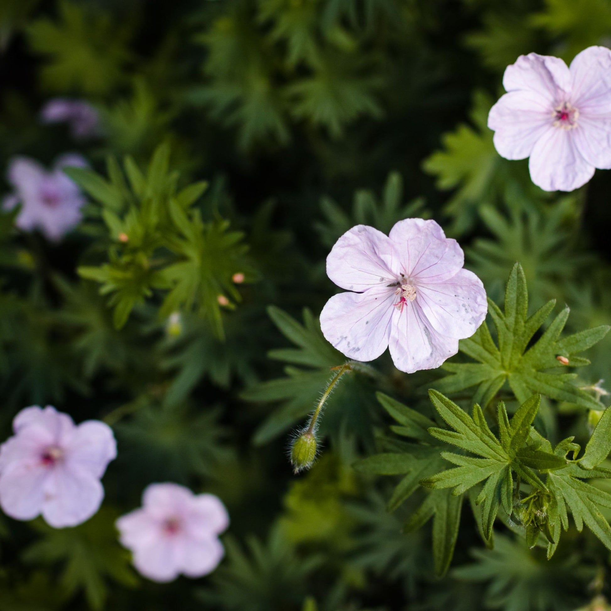 Vision Pink Geranium Sanguineum - Low - Growing, 9cm Pot, Pink Saucer Flowers - plants - express.com