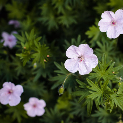 Vision Pink Geranium Sanguineum - Low - Growing, 9cm Pot, Pink Saucer Flowers - plants - express.com