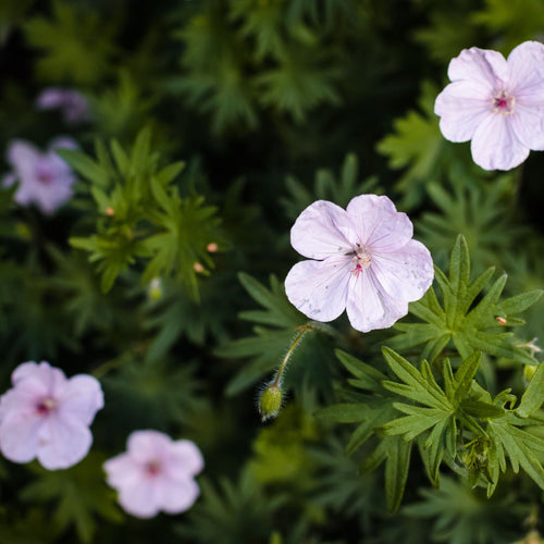 Vision Pink Geranium Sanguineum - Low - Growing, 9cm Pot, Pink Saucer Flowers - plants - express.com