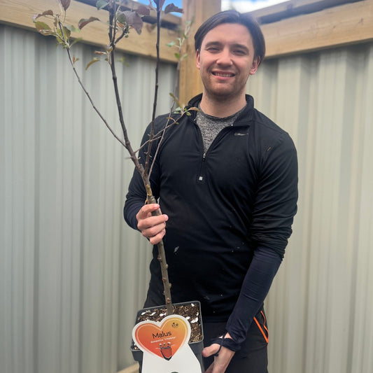 Vitalstar Dwarf Patio Apple Tree (Malus domestica) 4L Pot - plants - express.com