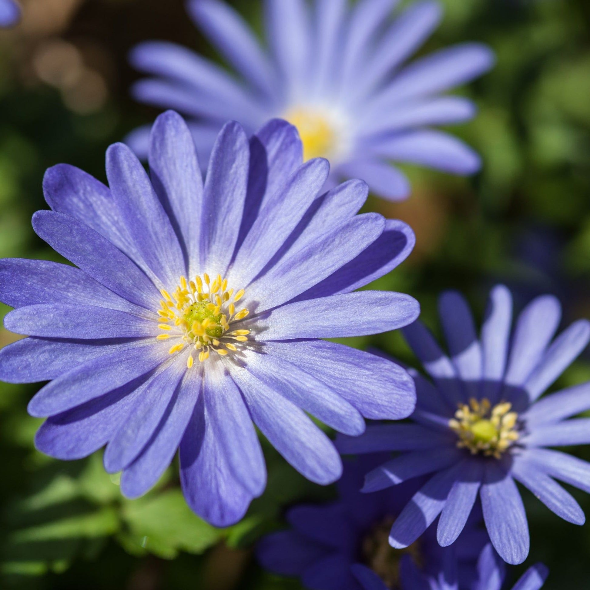 Vivid Anemone Blanda Blue Shades - 12 Bulbs for Bright Spring Color - plants - express.com