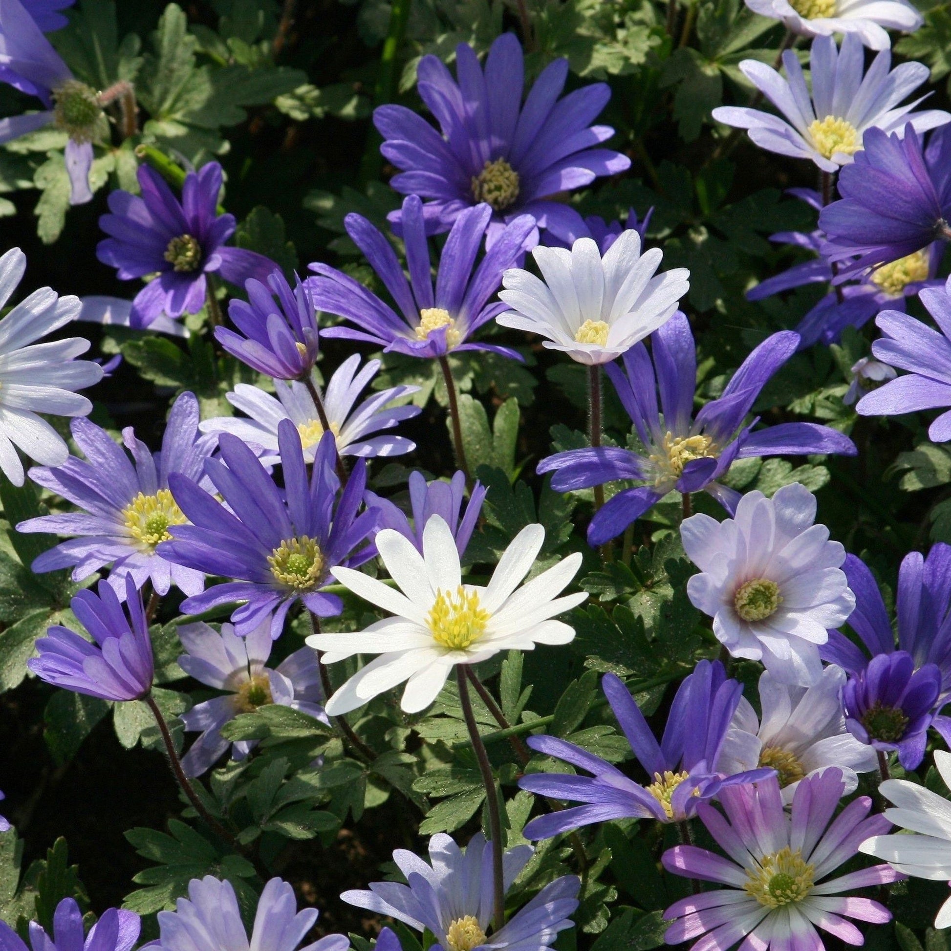 Vivid Anemone Blanda Blue Shades - 12 Bulbs for Bright Spring Color - plants - express.com