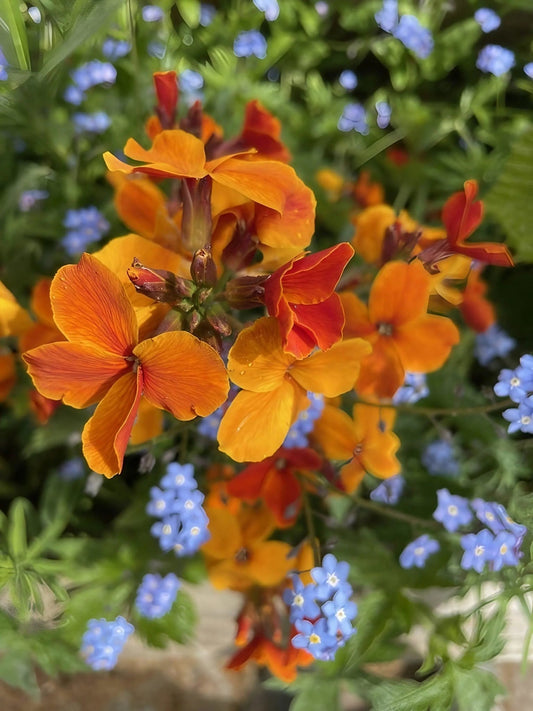 Wallflower Fire King - plants - express.com