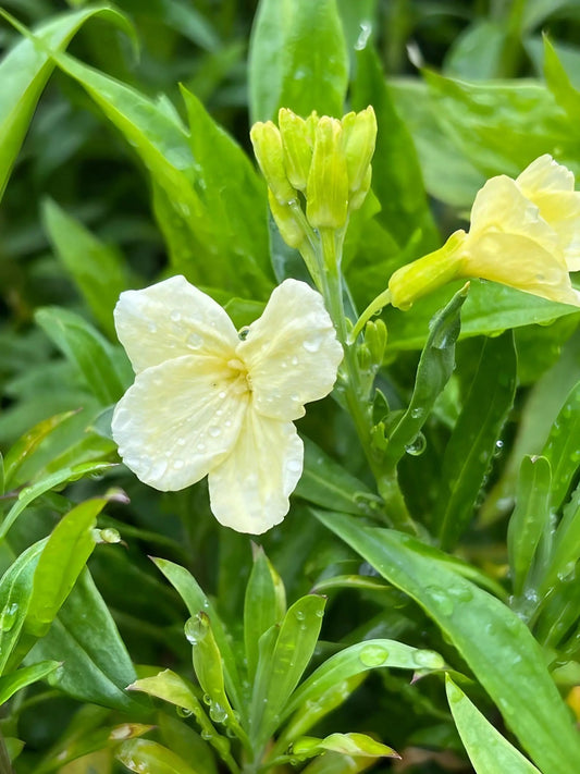 Wallflower Ivory White - plants - express.com