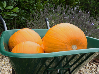 Webb 90 Litre Poly Body Wheelbarrow with Puncher proof Wheel (150Kg Capacity) - plants - express.com