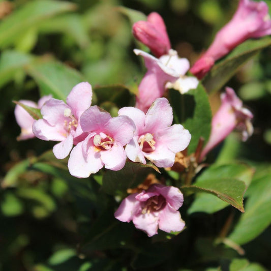 Weigela Pink Poppet - 9cm Pot, Compact Dwarf Shrub with Soft Pink Blooms - plants - express.com