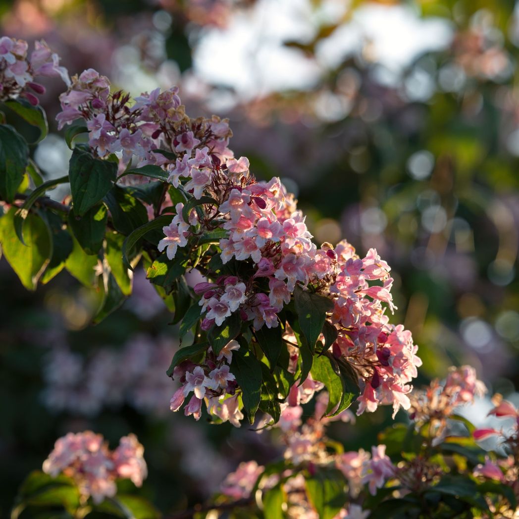 Weigela Pink Poppet - 9cm Pot, Compact Dwarf Shrub with Soft Pink Blooms - plants - express.com