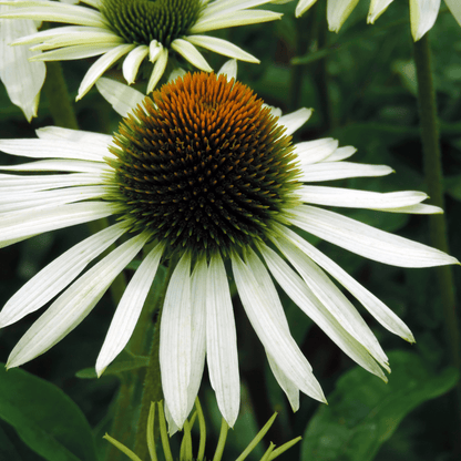 White Swan Echinacea - Stunning Perennial with Elegant White Blooms - plants - express.com