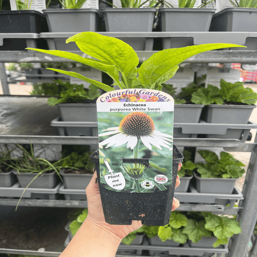White Swan Echinacea - Stunning Perennial with Elegant White Blooms - plants - express.com