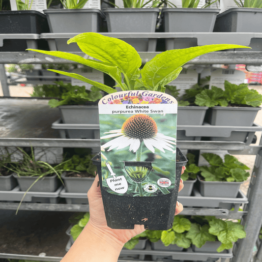 White Swan Echinacea - Stunning Perennial with Elegant White Blooms - plants - express.com