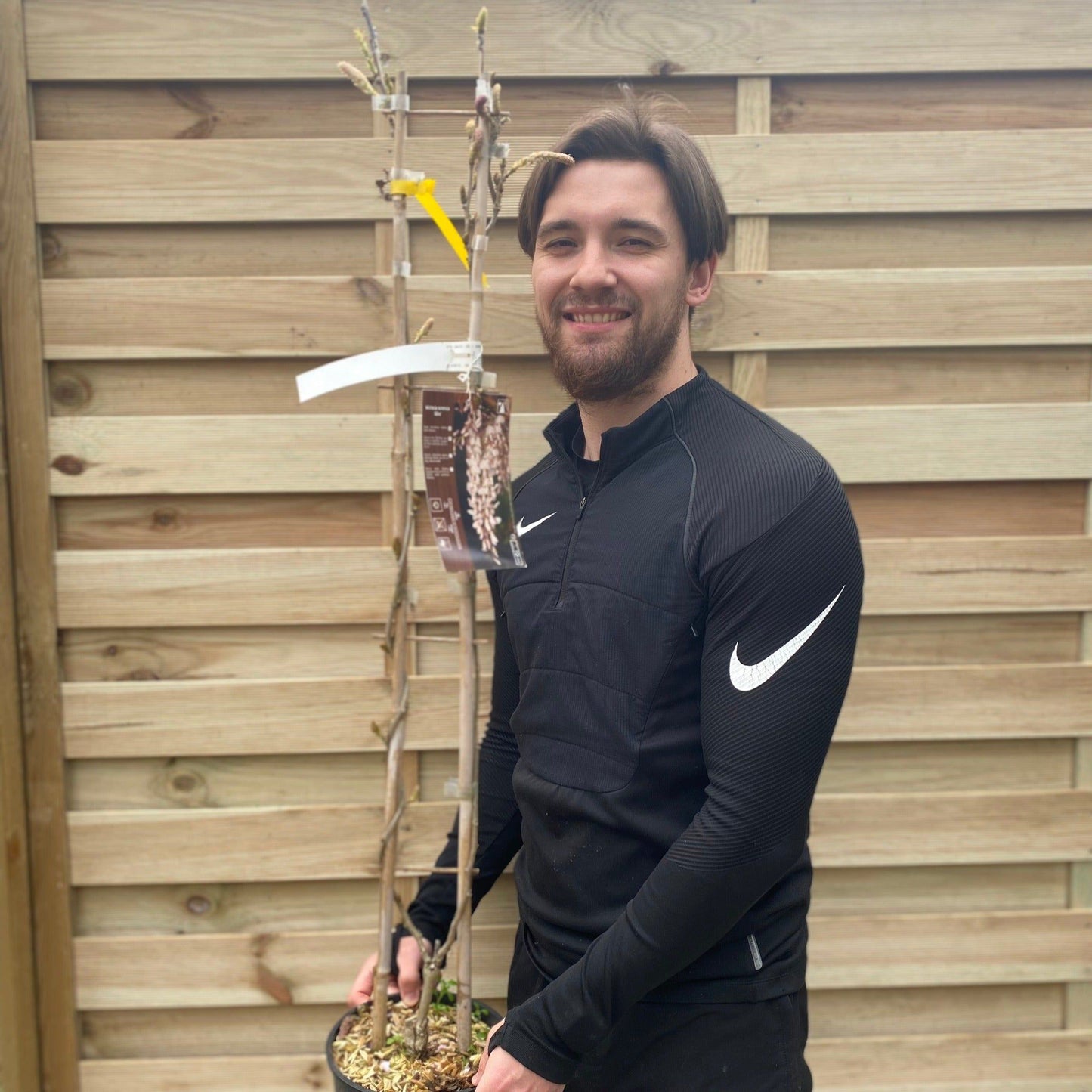 Wisteria sinensis 'Alba' on Frame 4L 100cm - plants - express.com