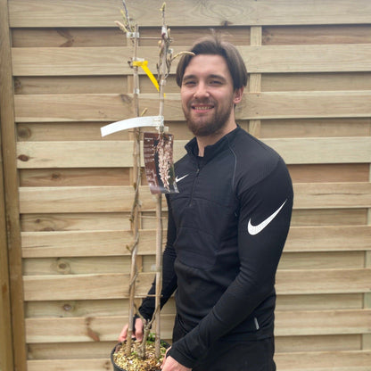 Wisteria sinensis 'Alba' on Frame 4L 100cm - plants - express.com