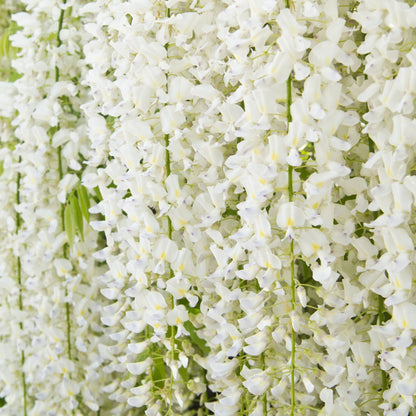 Wisteria sinensis 'Alba' on Frame 4L 100cm - plants - express.com