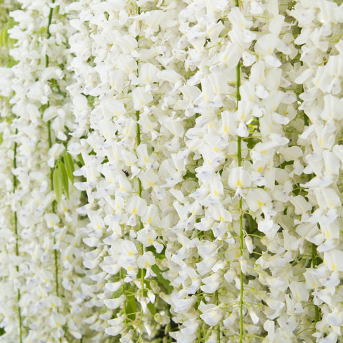 Wisteria sinensis 'Alba' on Frame 4L 100cm - plants - express.com