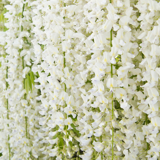 Wisteria sinensis 'Alba' on Frame 4L 100cm - plants - express.com