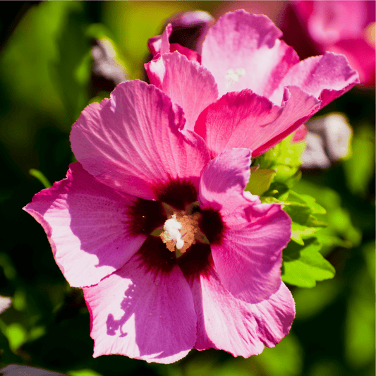 Woodbridge Hibiscus: Lush Lavender Blooms for Late Summer & Autumn Enchantment - plants - express.com